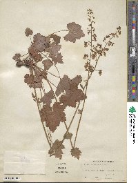 Heuchera pubescens image