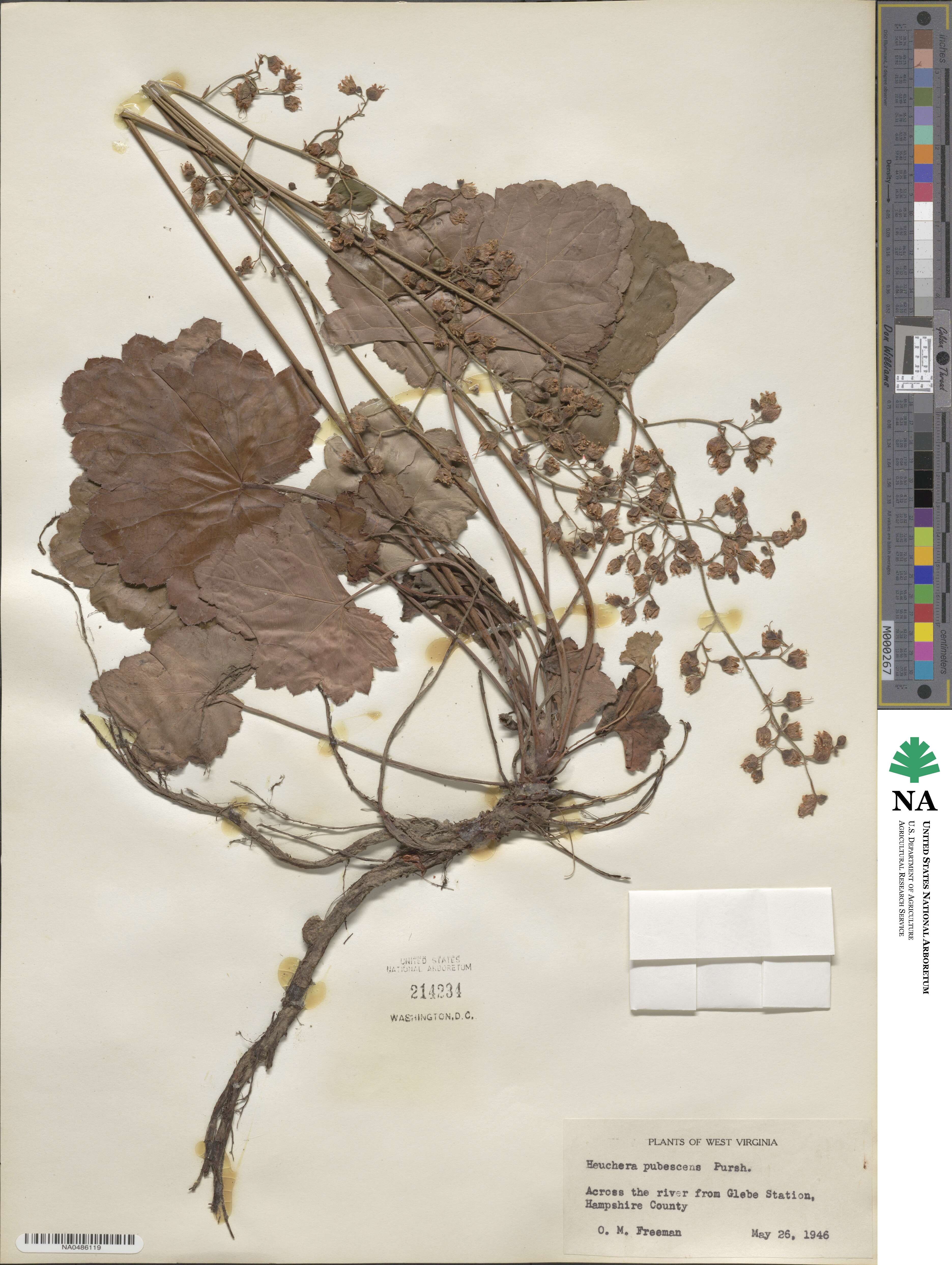 Heuchera pubescens image