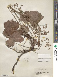 Heuchera pubescens image