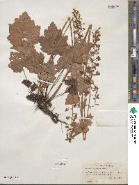 Heuchera pubescens image