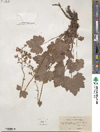 Heuchera pubescens image