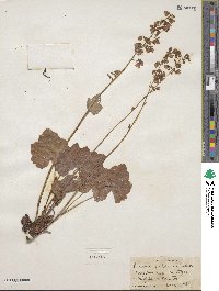 Heuchera pubescens image