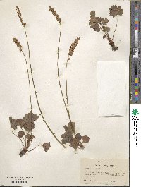 Heuchera cylindrica image