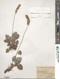 Heuchera cylindrica image