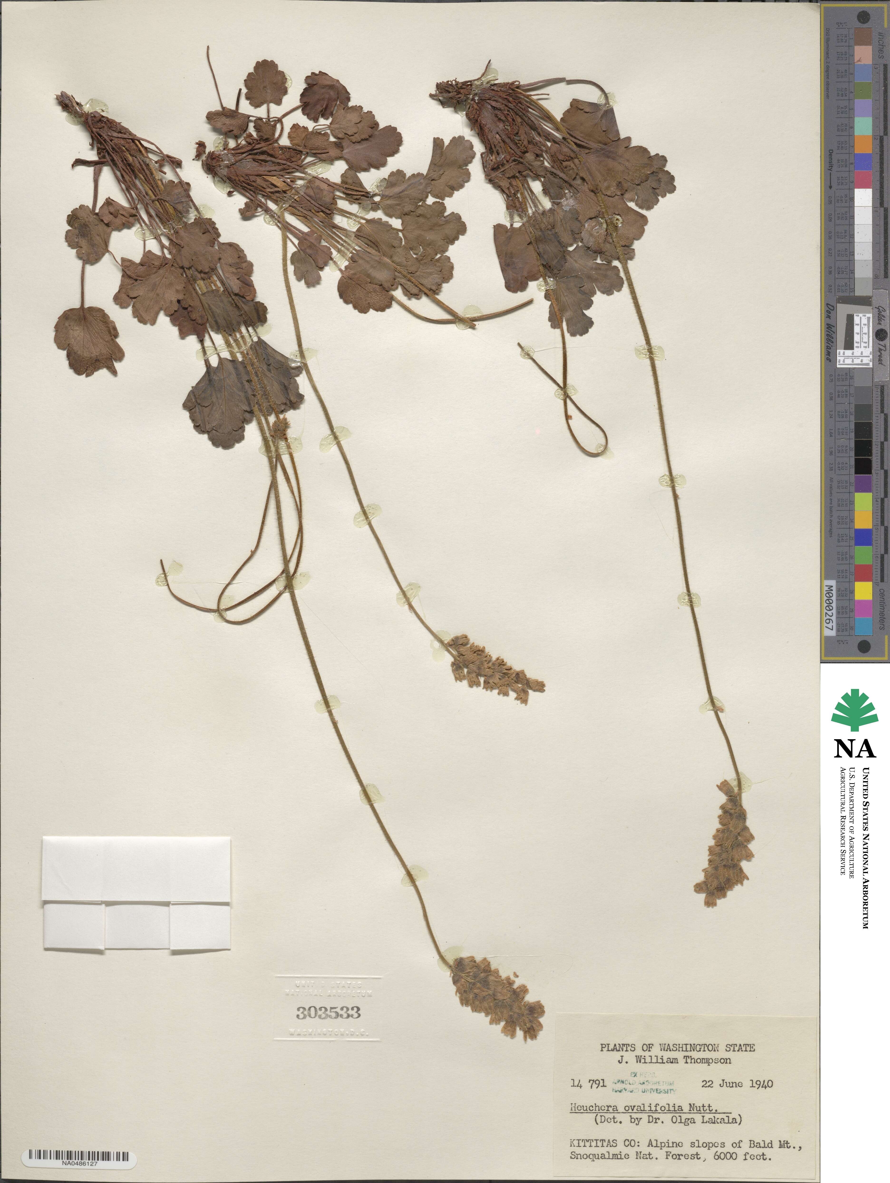 Heuchera cylindrica var. alpina image