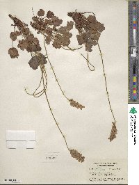 Heuchera cylindrica image