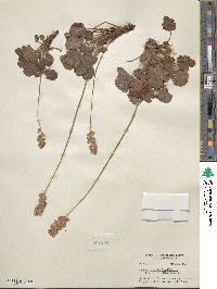 Heuchera cylindrica var. alpina image