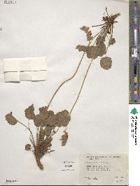 Heuchera cylindrica image