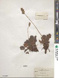 Heuchera cylindrica image