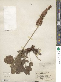 Heuchera cylindrica image