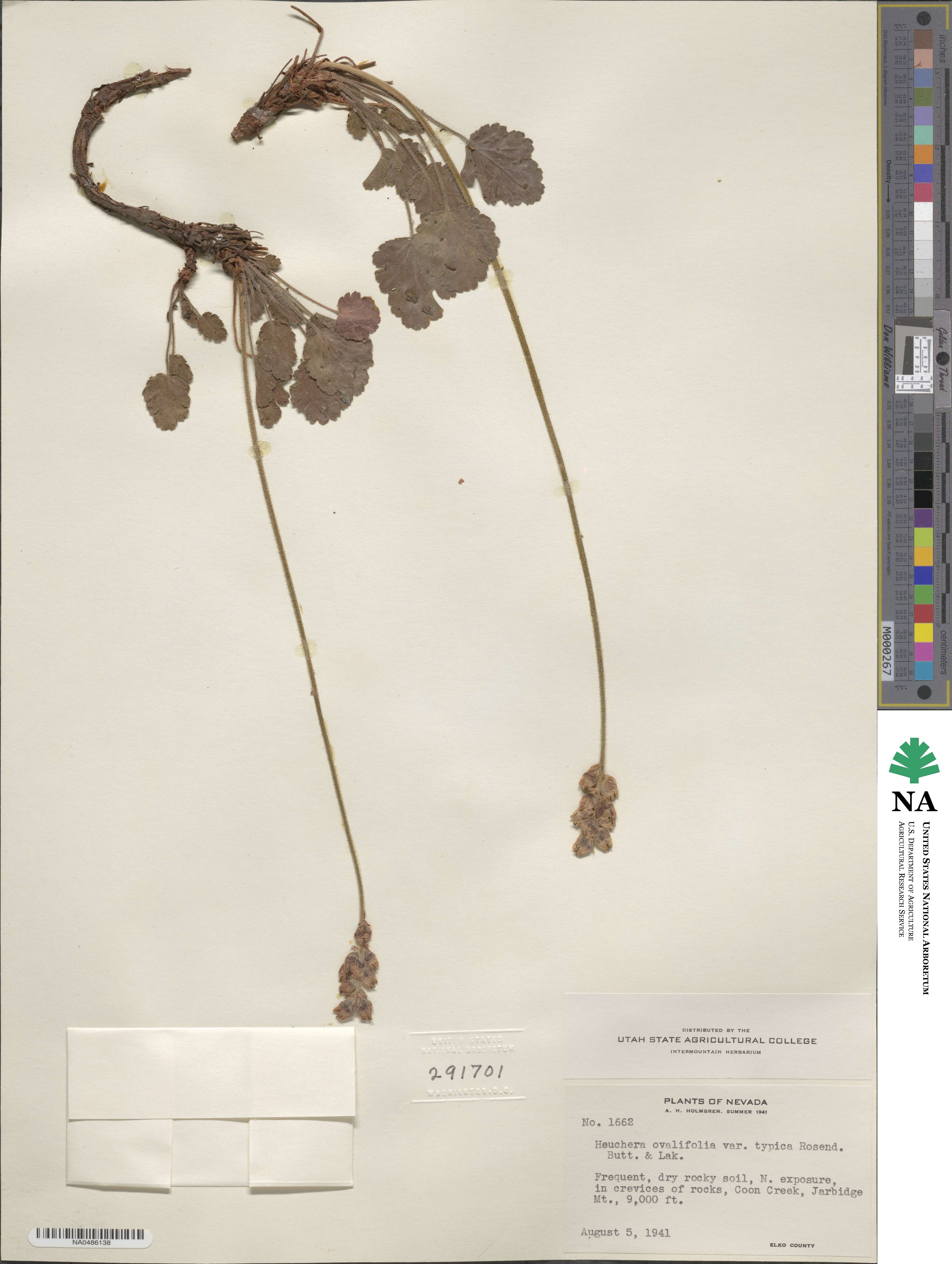 Heuchera cylindrica image