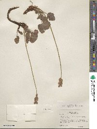 Heuchera cylindrica var. alpina image