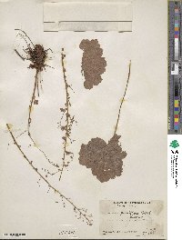 Heuchera parviflora image