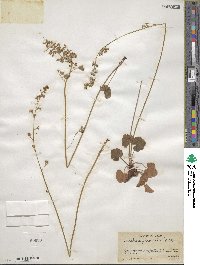 Heuchera parvifolia image