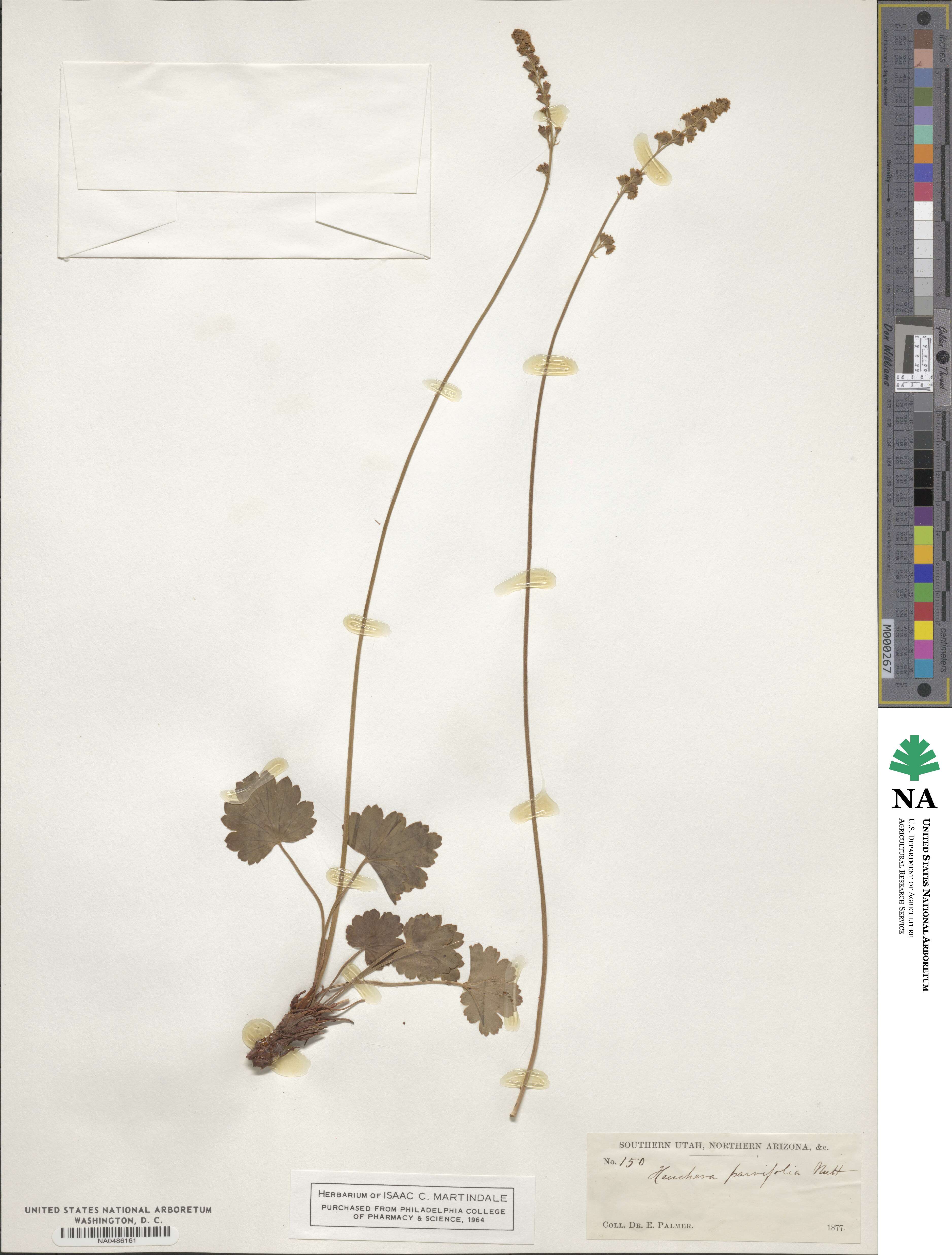 Heuchera parvifolia image