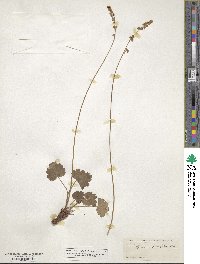 Heuchera parvifolia image