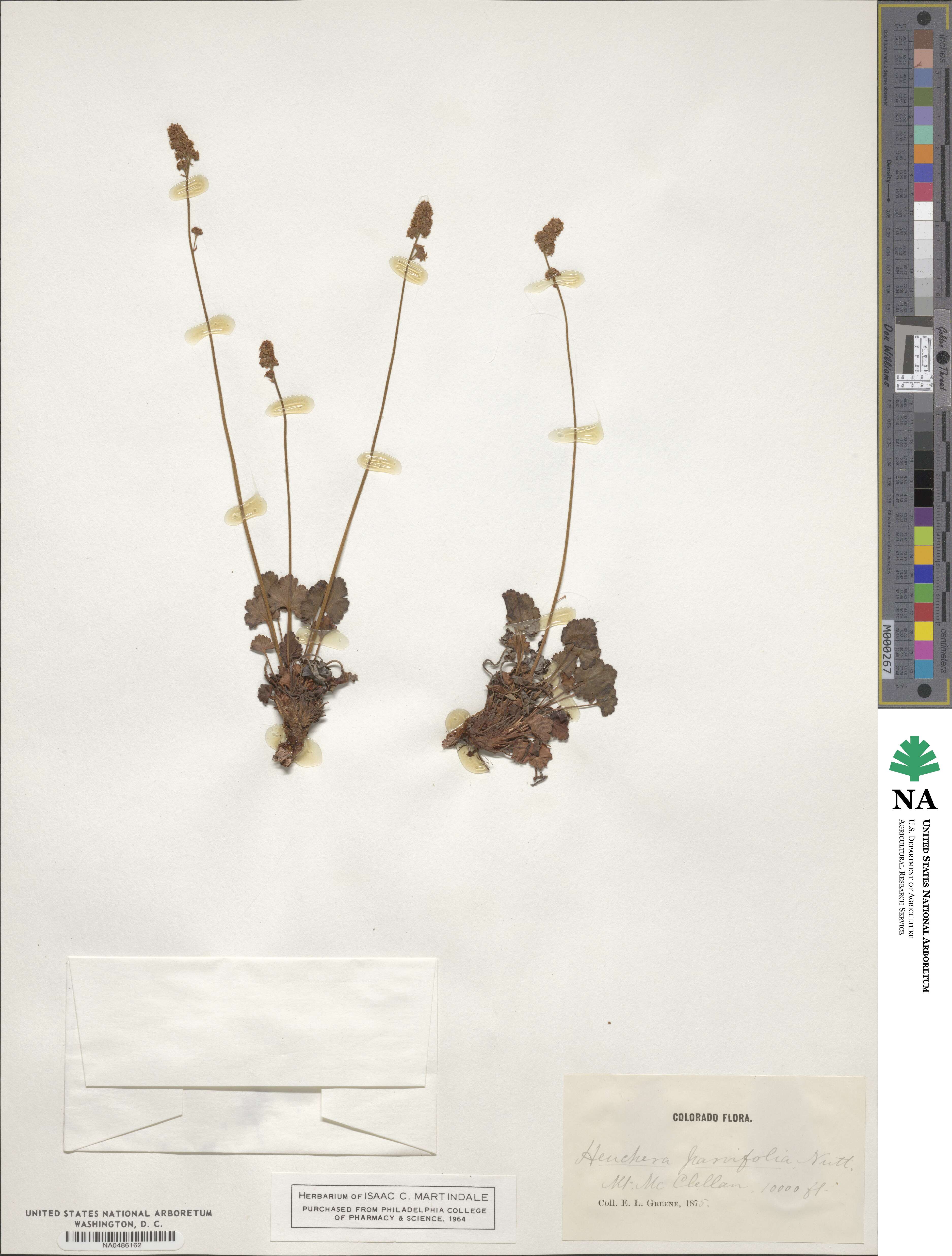 Heuchera parvifolia image