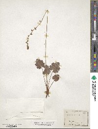 Heuchera parvifolia image