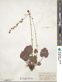 Heuchera parvifolia image