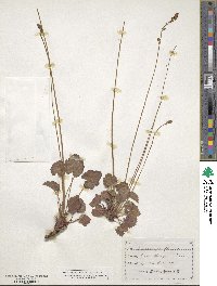 Heuchera parvifolia image