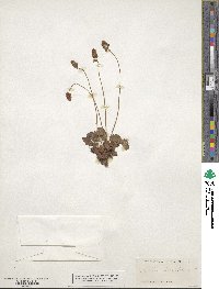 Heuchera parvifolia image