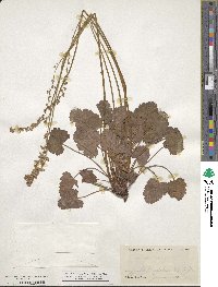 Heuchera parvifolia image