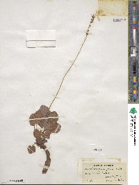 Heuchera parvifolia image