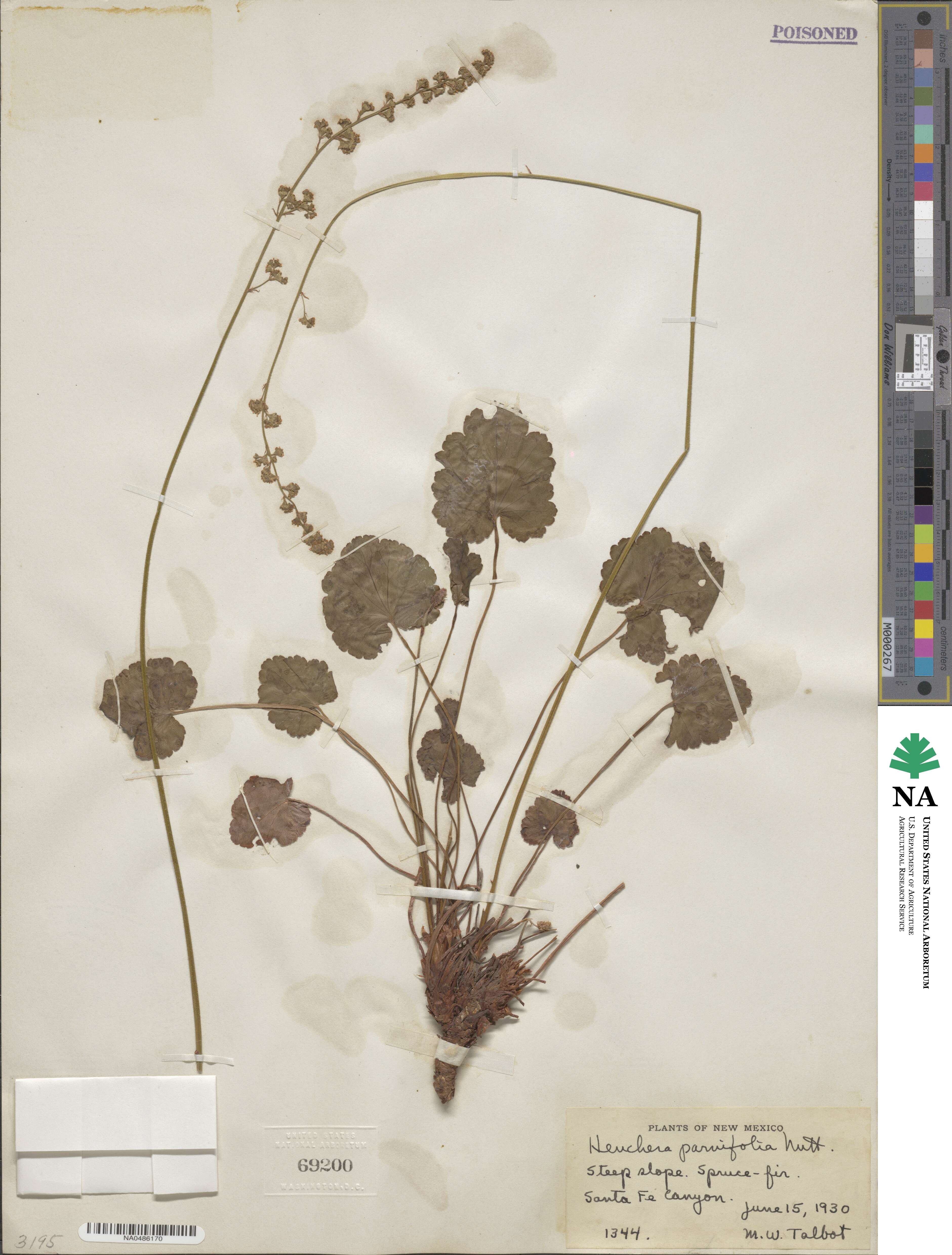 Heuchera parvifolia image