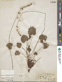 Heuchera parvifolia image