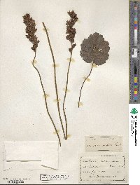 Image of Heuchera hispida