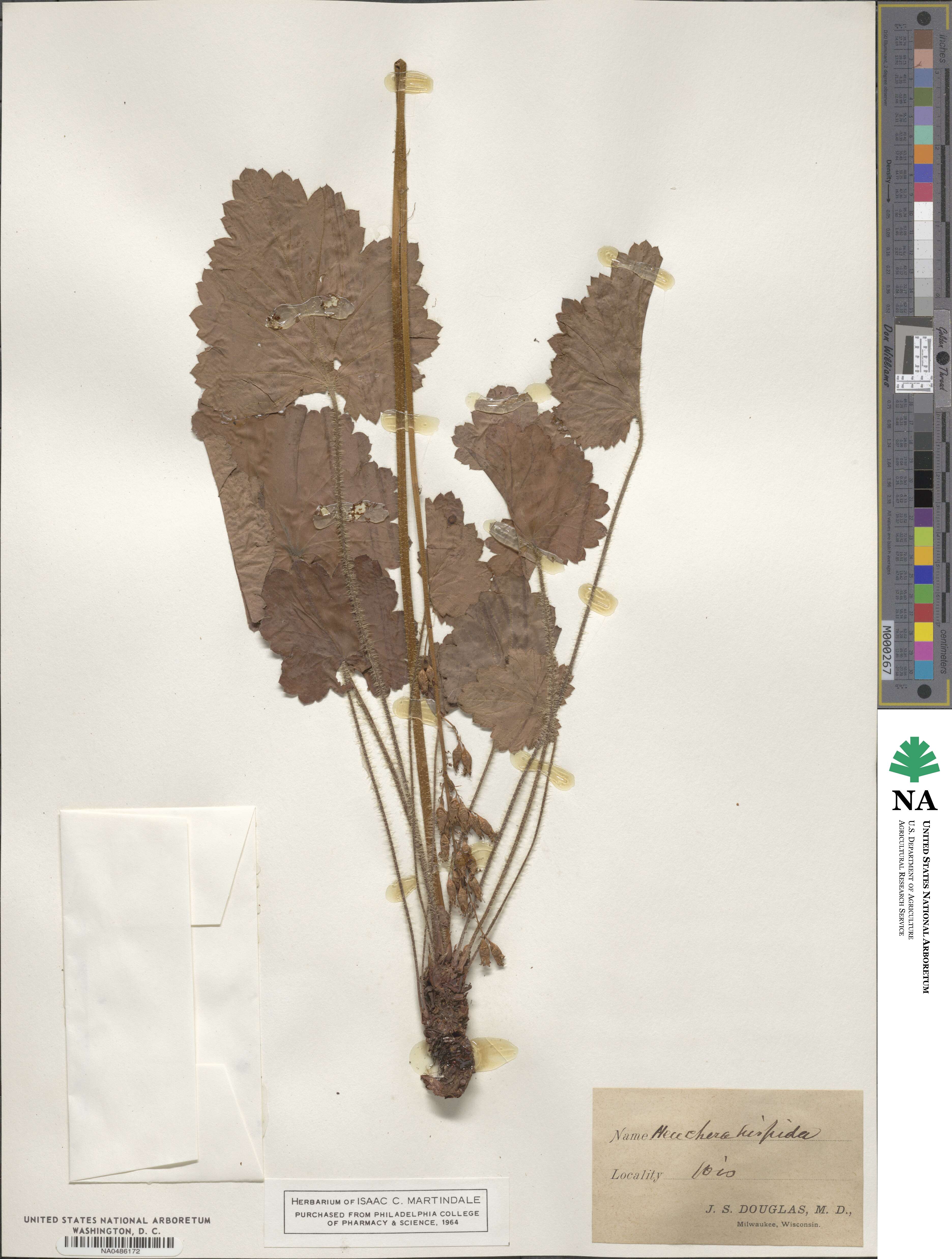 Heuchera hispida image