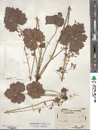 Heuchera hispida image