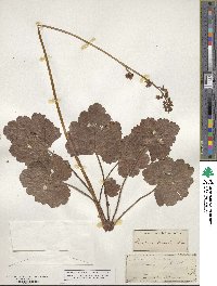 Heuchera hispida image