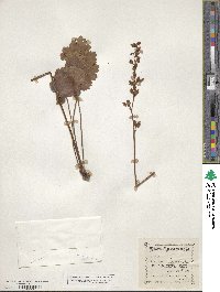 Heuchera hispida image