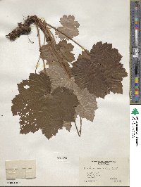 Heuchera villosa image