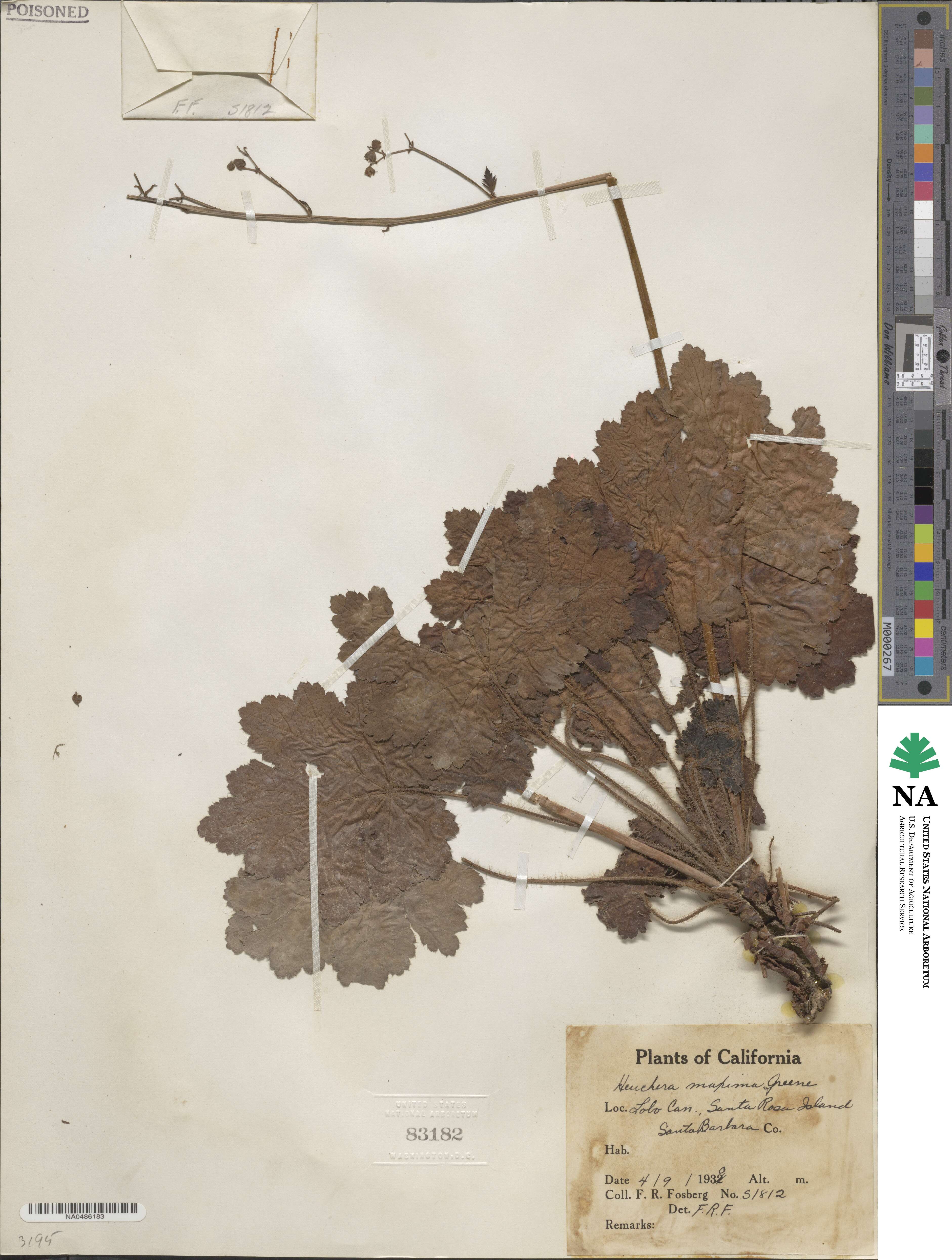 Heuchera maxima image