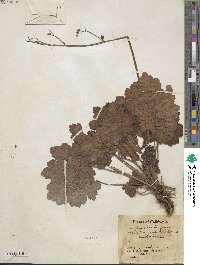 Heuchera maxima image