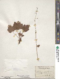 Heuchera micrantha image