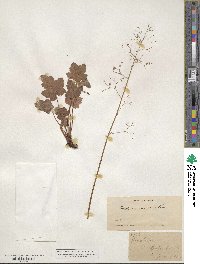 Heuchera micrantha image