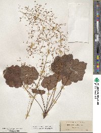 Heuchera micrantha image