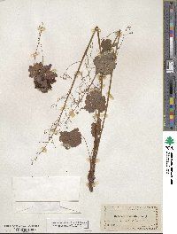 Heuchera micrantha image