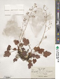 Heuchera micrantha image