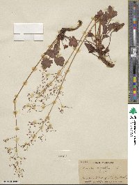 Heuchera micrantha image