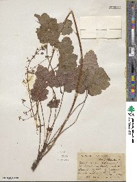 Heuchera micrantha image