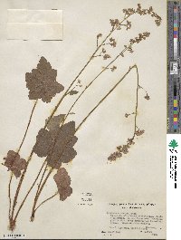 Heuchera micrantha image