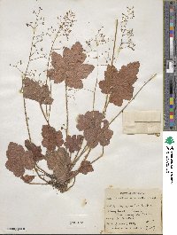 Heuchera micrantha image