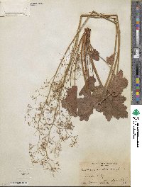 Heuchera micrantha image