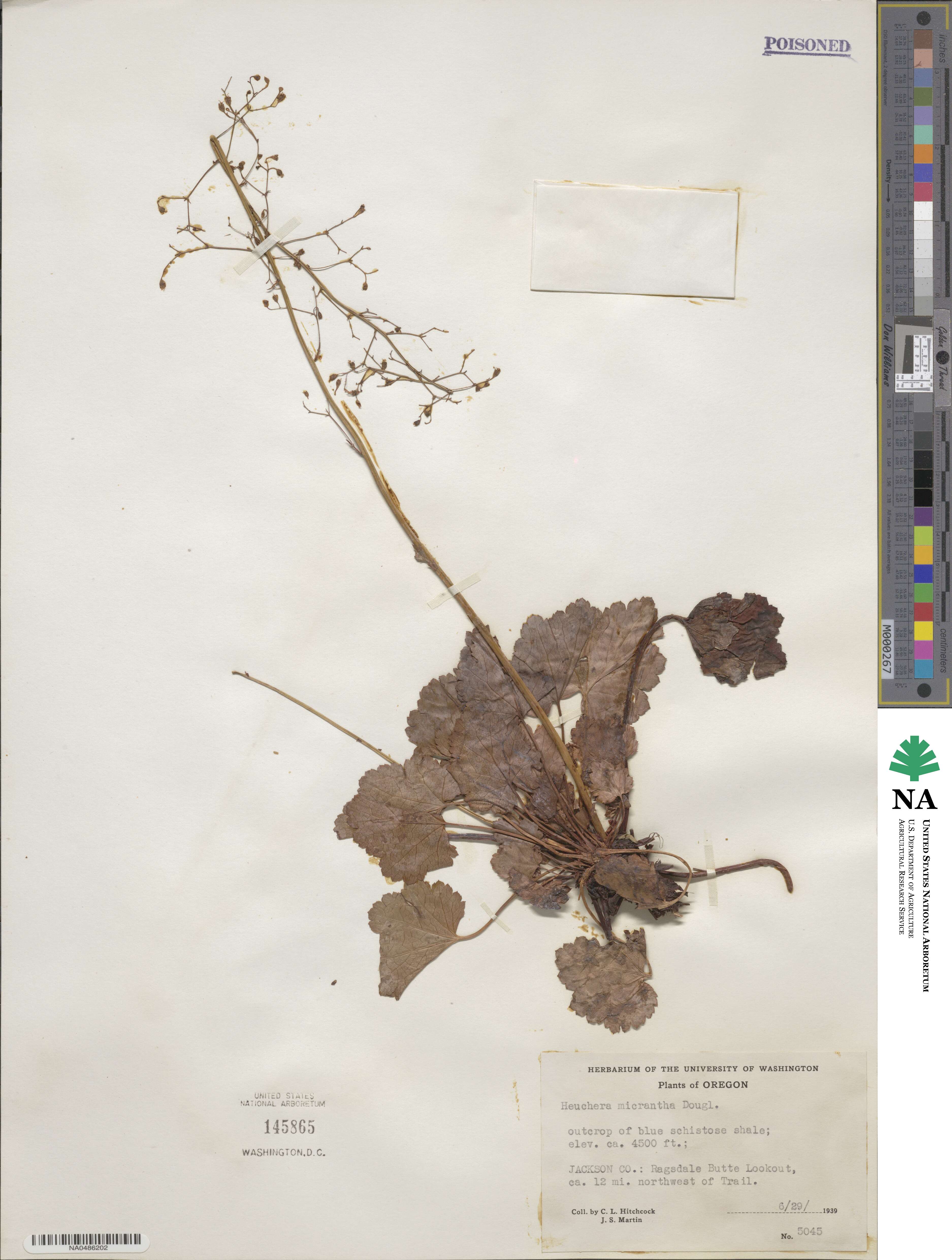 Heuchera micrantha image