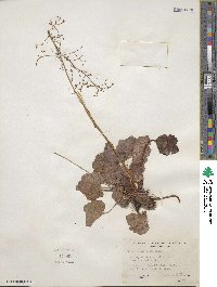 Heuchera micrantha image