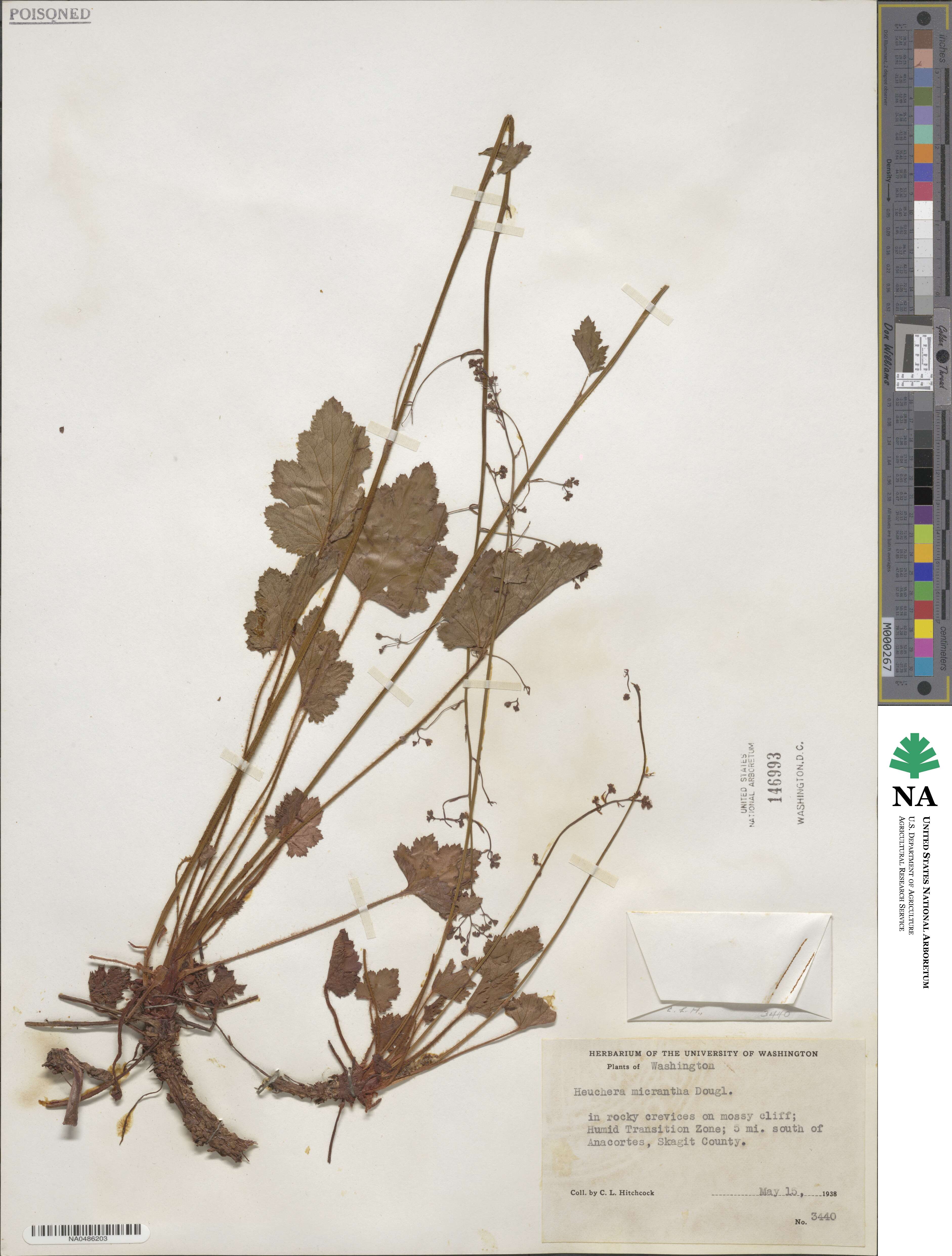 Heuchera micrantha image